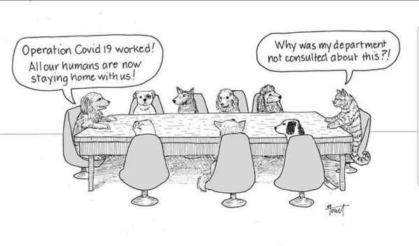 Covert COVID19 Council.jpg